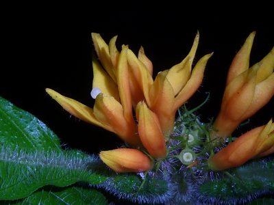 Hoffmannia limonensis, photographed by Eduardo Chacón Madrigal