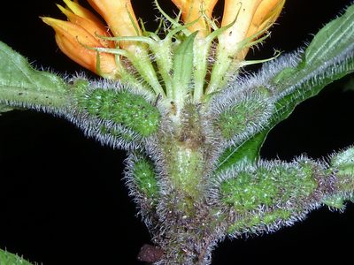 Hoffmannia limonensis, photographed by Eduardo Chacón Madrigal