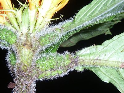 Hoffmannia limonensis, photographed by Eduardo Chacón Madrigal