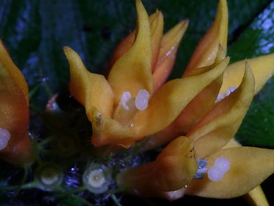 Hoffmannia limonensis, photographed by Eduardo Chacón Madrigal