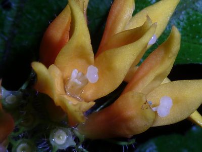 Hoffmannia limonensis, photographed by Eduardo Chacón Madrigal