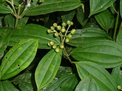 Miconia tenuifolia, photographed by Eduardo Chacón Madrigal