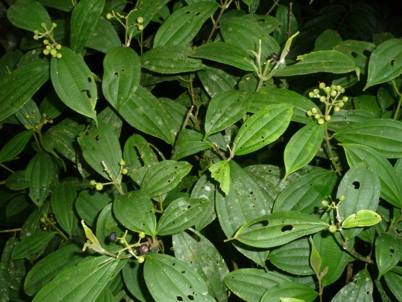 Miconia tenuifolia, photographed by Eduardo Chacón Madrigal