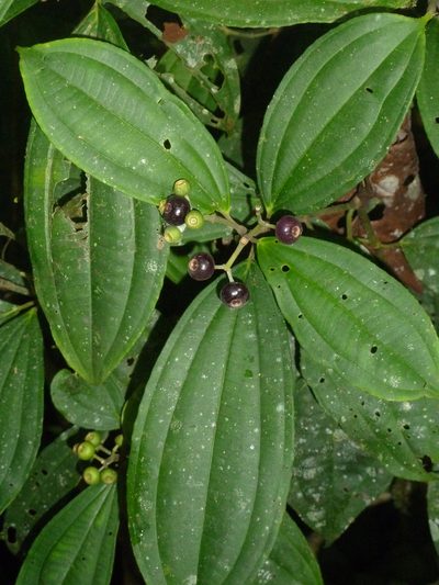 Miconia tenuifolia, photographed by Eduardo Chacón Madrigal