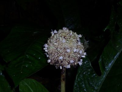 Psychotria alfaroana, photographed by Eduardo Chacón Madrigal