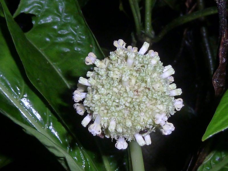 Psychotria alfaroana, photographed by Eduardo Chacón Madrigal