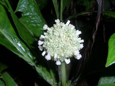 Psychotria alfaroana, photographed by Eduardo Chacón Madrigal