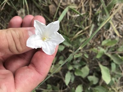 Ruellia metziae, photographed by Cody Stricker