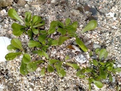 Wahlenbergia congesta, photographed by John Barkla