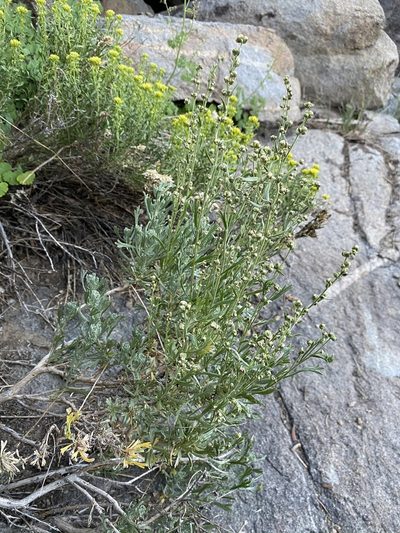 Artemisia rothrockii, photographed by Matt Berger