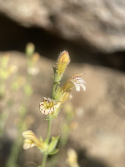 Keckiella rothrockii, photographed by Matt Berger