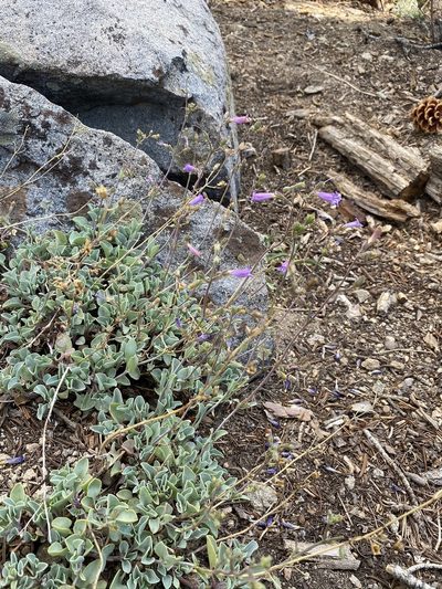 Penstemon caesius, photographed by Matt Berger