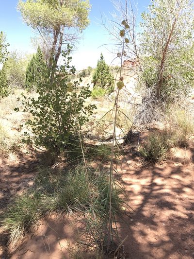 Asclepias rusbyi, photographed by Robbie Hannawacker