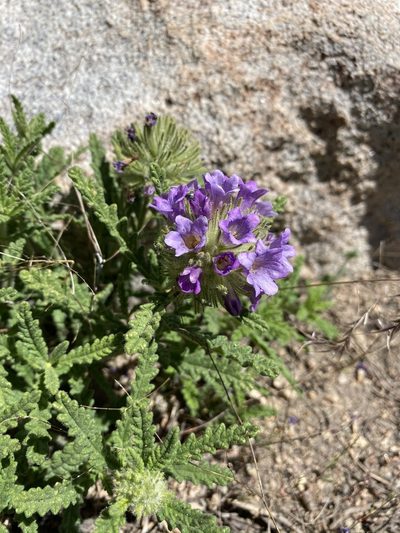 Nama rothrockii, photographed by Matt Berger