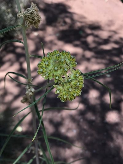 Asclepias rusbyi, photographed by Robbie Hannawacker