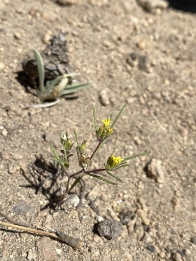 Orochaenactis thysanocarpha, photographed by Matt Berger