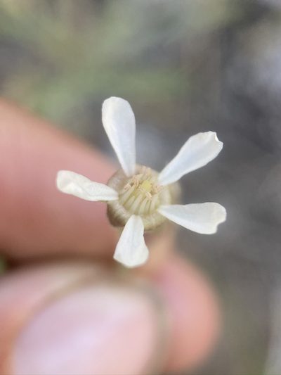 Potentilla purpurascens, photographed by Matt Berger