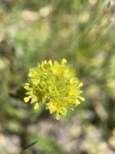 Potentilla campestris, photographed by Matt Berger