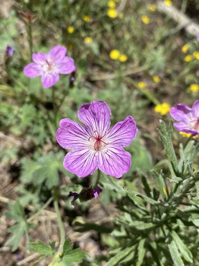 Geranium californicum, photographed by Matt Berger