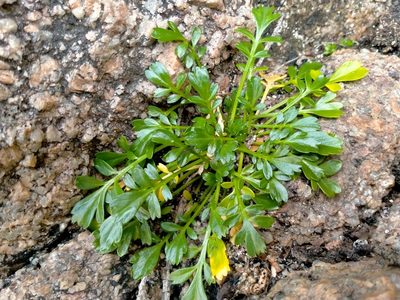 Lepidium flexicaule, photographed by John Barkla