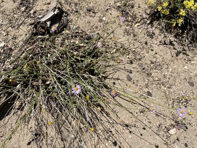 Erigeron breweri, photographed by Matt Berger