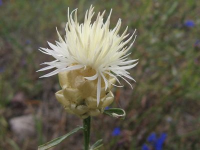 Centaurea margaritacea, photographed by Roman