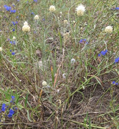 Centaurea margaritacea, photographed by Roman