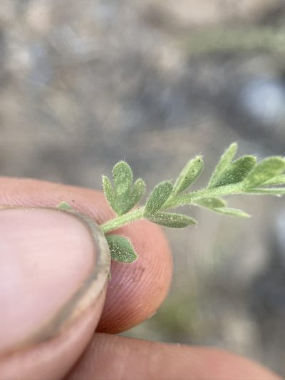 Potentilla purpurascens, photographed by Matt Berger