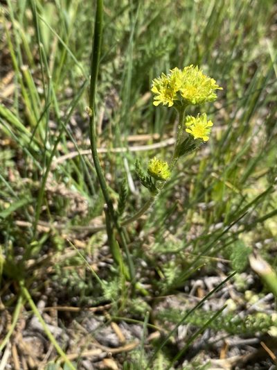 Potentilla campestris, photographed by Matt Berger