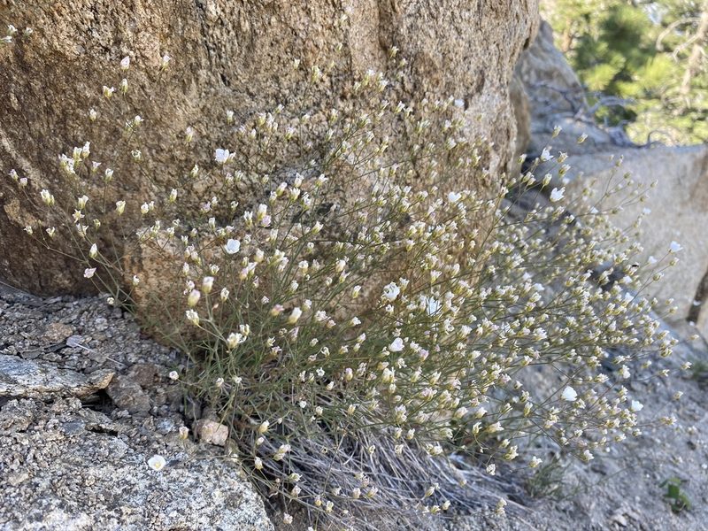 Eremogone ferrisiae, photographed by Matt Berger