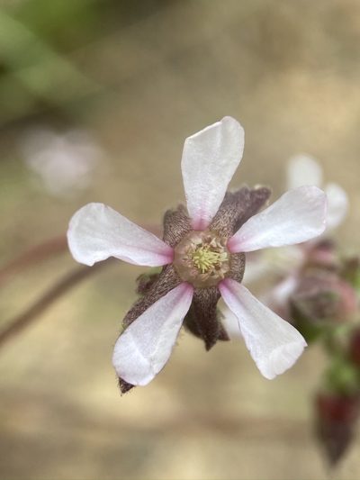 Potentilla purpurascens, photographed by Matt Berger