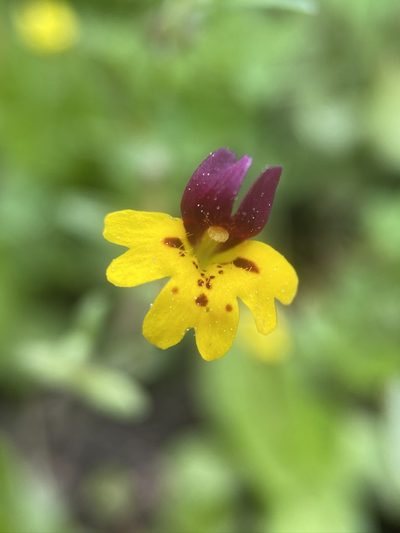 Erythranthe barbata, photographed by Matt Berger