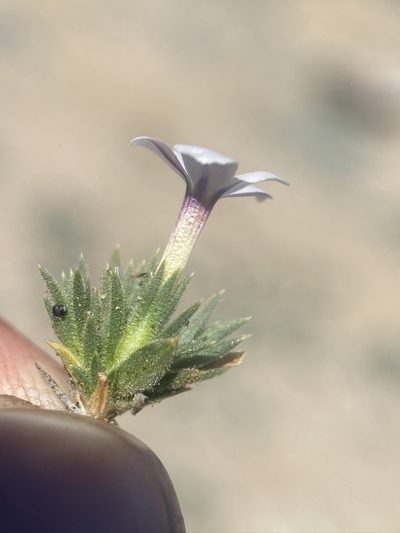 Phlox dispersa, photographed by Matt Berger