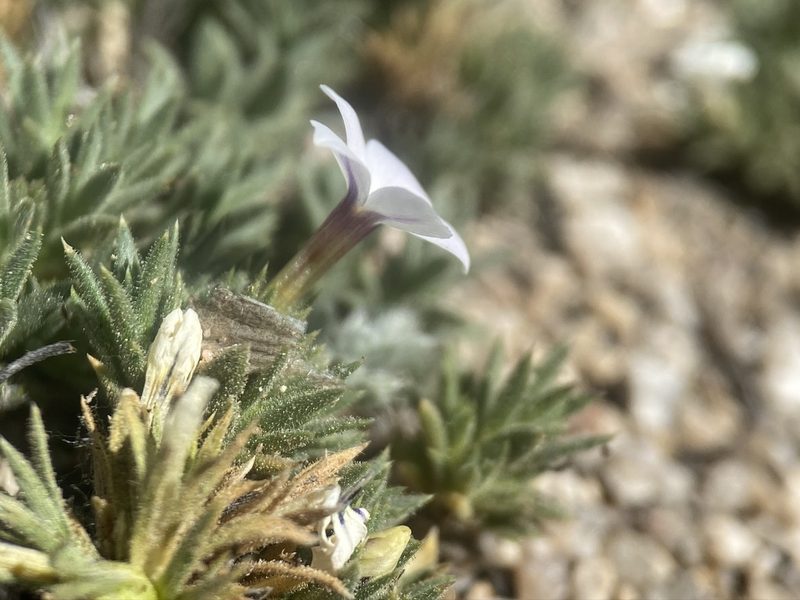 Phlox dispersa, photographed by Matt Berger