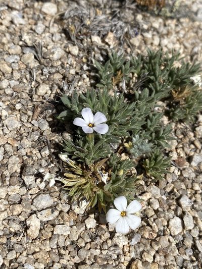 Phlox dispersa, photographed by Matt Berger