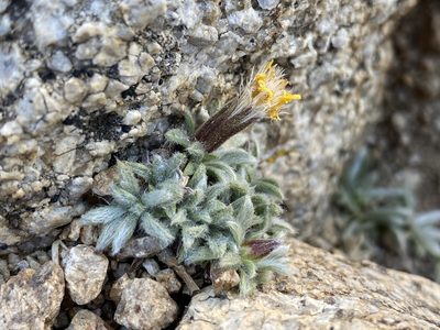 Raillardella argentea, photographed by Matt Berger