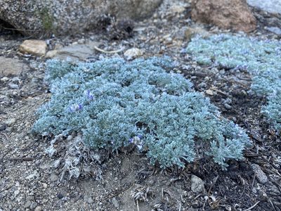 Lupinus breweri, photographed by Matt Berger