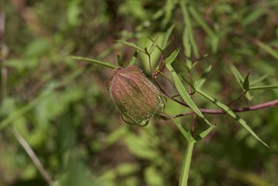 Muenchhusia dasycalyx, photographed by Michelle W. （鍾偉瑋）