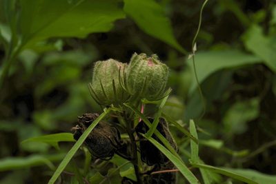 Muenchhusia dasycalyx, photographed by Michelle W. （鍾偉瑋）