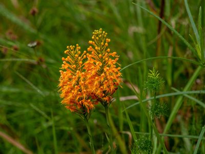Platanthera chapmanii, photographed by Michelle W. （鍾偉瑋）