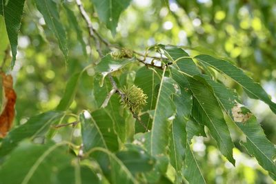 Quercus acutissima, photographed by Michelle W. （鍾偉瑋）
