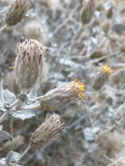 Brickellia incana, photographed by Matt Berger