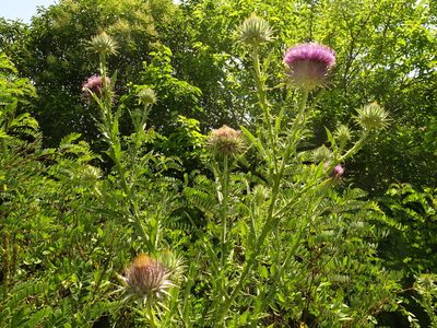 Onopordum tauricum, photographed by Thomas Koffel