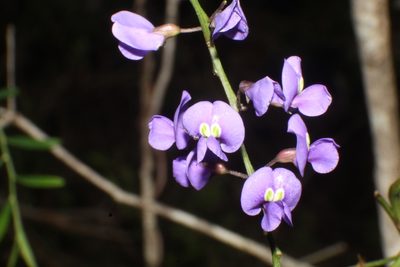 Hardenbergia comptoniana, photographed by Em Lamond