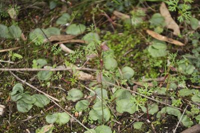 Cyrtostylis robusta, photographed by Em Lamond