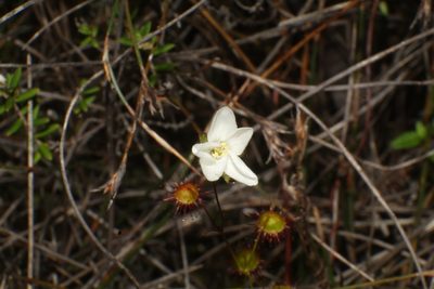 Drosera huegelii, photographed by Em Lamond