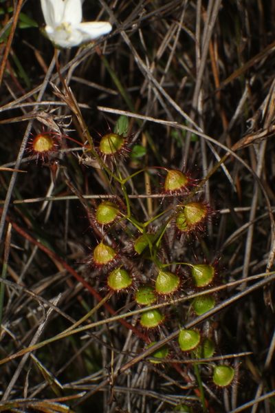 Drosera huegelii, photographed by Em Lamond