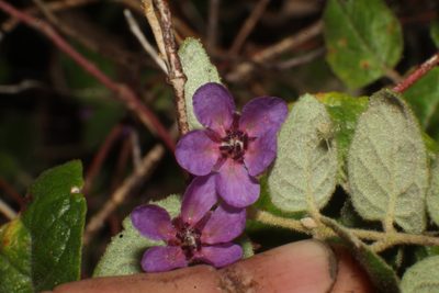 Tremandra stelligera, photographed by Em Lamond