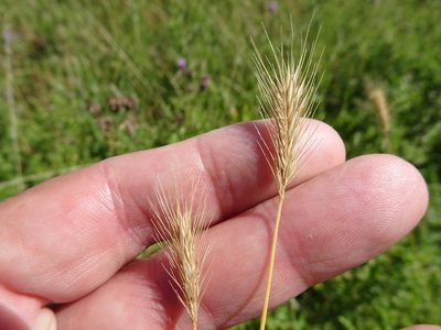 Hordeum secalinum, photographed by Robert H. Wardell