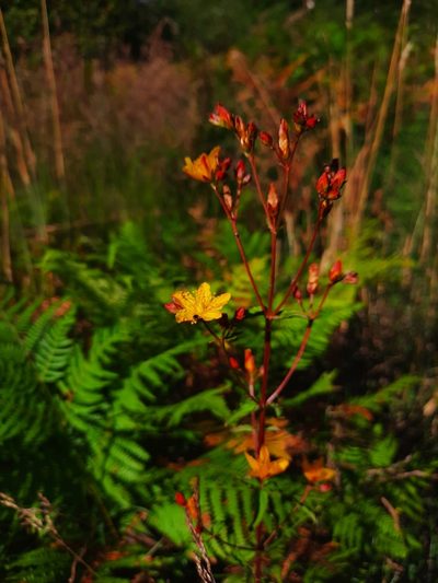 Hypericum undulatum, photographed by Billy Fullwood
